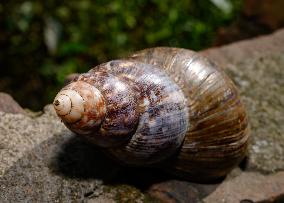 Lissachatina Fulica - Giant African Land Snail - Animal India