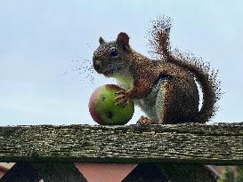 American Red Squirrel Eating A Small Apple In Toronto