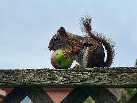 American Red Squirrel Eating A Small Apple In Toronto