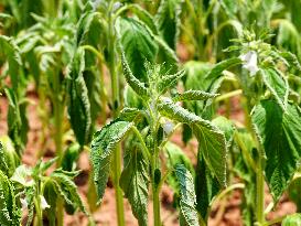 Crops in High Temperatures
