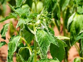 Crops in High Temperatures