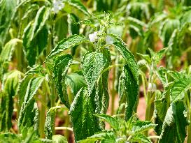 Crops in High Temperatures