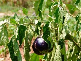 Crops in High Temperatures