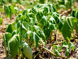 Crops in High Temperatures