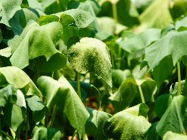 Crops in High Temperatures