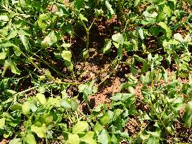 Crops in High Temperatures