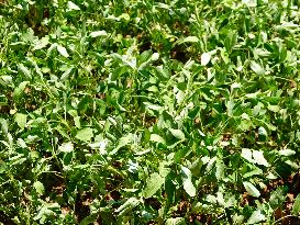 Crops in High Temperatures