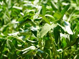 Crops in High Temperatures