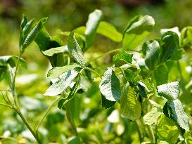 Crops in High Temperatures