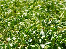 Crops in High Temperatures