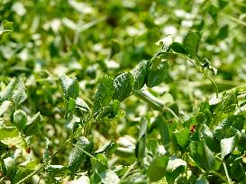 Crops in High Temperatures