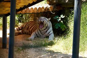 UZBEKISTAN-TASHKENT-ANIMALS-HEATWAVE