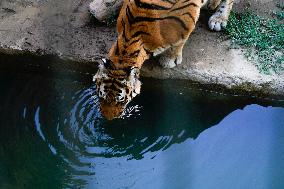 UZBEKISTAN-TASHKENT-ANIMALS-HEATWAVE