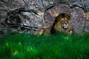 UZBEKISTAN-TASHKENT-ANIMALS-HEATWAVE