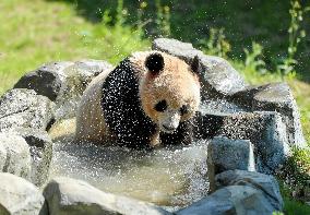 Huaying Mountain Giant Panda Base