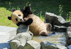 Huaying Mountain Giant Panda Base