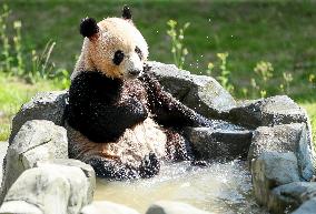 Huaying Mountain Giant Panda Base