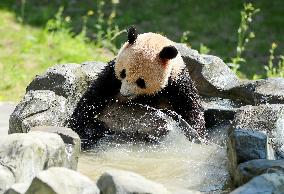 Huaying Mountain Giant Panda Base