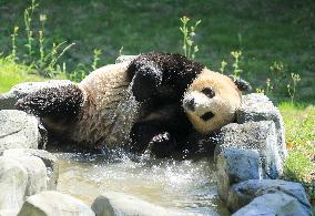 Huaying Mountain Giant Panda Base