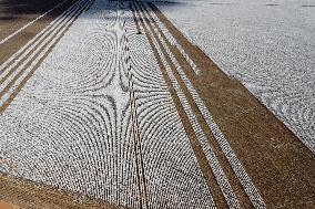 BRAZIL-GOIAS-COTTON-HARVEST