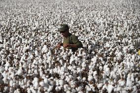 BRAZIL-GOIAS-COTTON-HARVEST