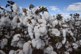 BRAZIL-GOIAS-COTTON-HARVEST