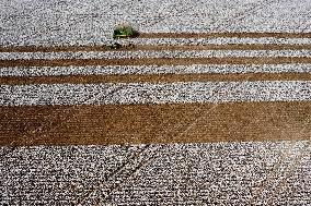 BRAZIL-GOIAS-COTTON-HARVEST