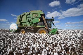 BRAZIL-GOIAS-COTTON-HARVEST