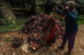 Palm Oil Mills And Harvest - Indonesia