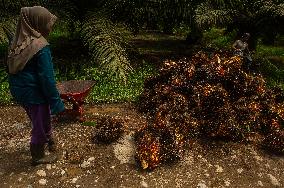 Palm Oil Mills And Harvest - Indonesia