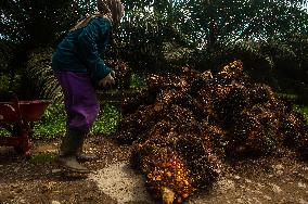 Palm Oil Mills And Harvest - Indonesia