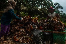 Palm Oil Mills And Harvest - Indonesia