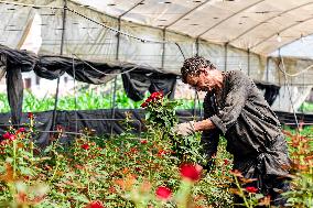 EGYPT-QALYUBIA-ROSE-VILLAGE