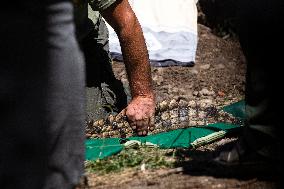 Crocodile Found In The District Of Sofia.