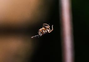 Plexippus Paykulli - Jumping Spider - Animal India