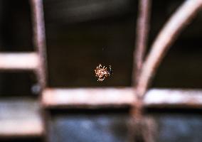 Plexippus Paykulli - Jumping Spider - Animal India