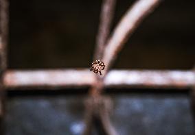 Plexippus Paykulli - Jumping Spider - Animal India