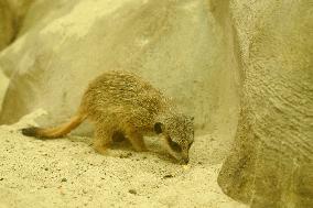 POLAND-WARSAW-ZOO-NEWBORN MEERKATS