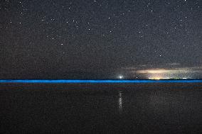 Bioluminescent Plankton Light Up The Galicia Coast - Spain