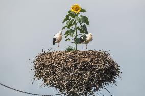 Stork´s nest with sunflower