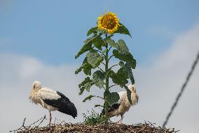 Stork´s nest with sunflower