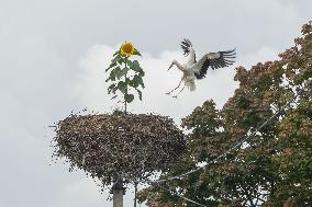 Stork´s nest with sunflower