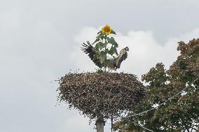 Stork´s nest with sunflower