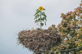 Stork´s nest with sunflower