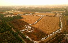 Abandoned Electric Sharing Cars