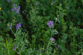 Illustration Alfalfa Field - France