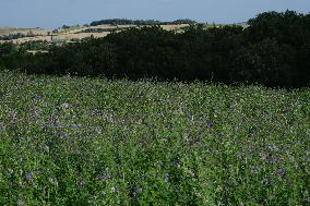 Illustration Alfalfa Field - France