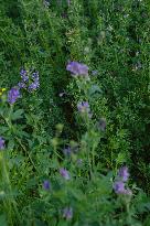 Illustration Alfalfa Field - France