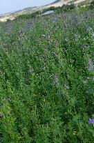 Illustration Alfalfa Field - France