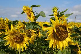 Sunflower Field - France